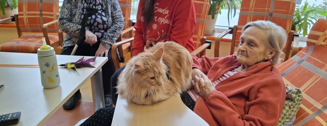 Felinoterapie s kocourkem Sigmou