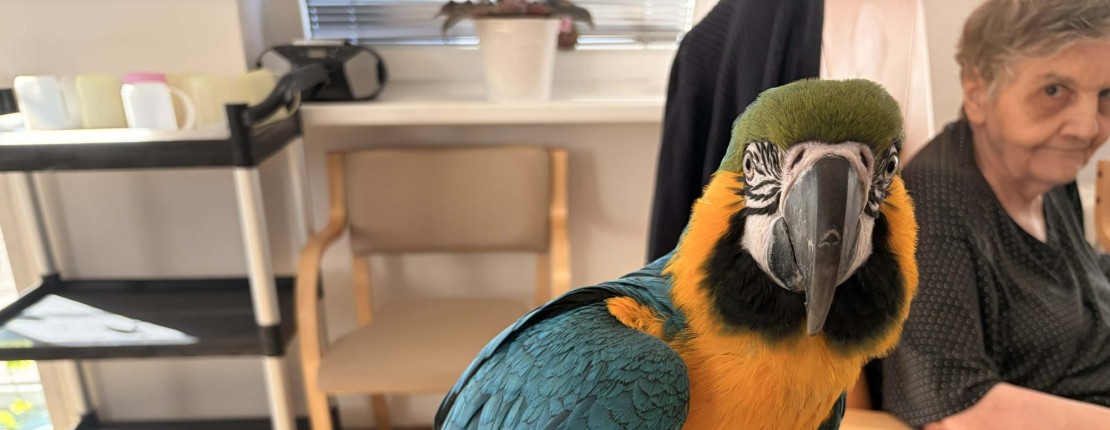 Individuální zooterapie