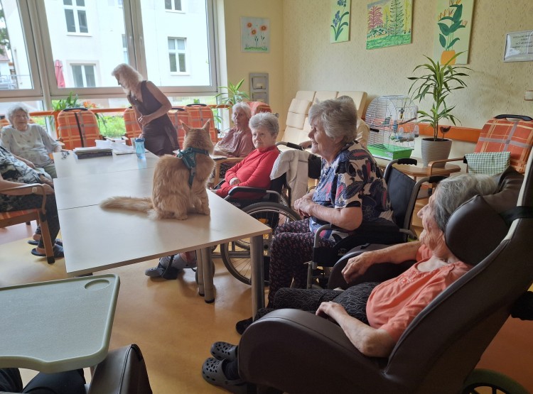 Terapeutický kocour Sigi