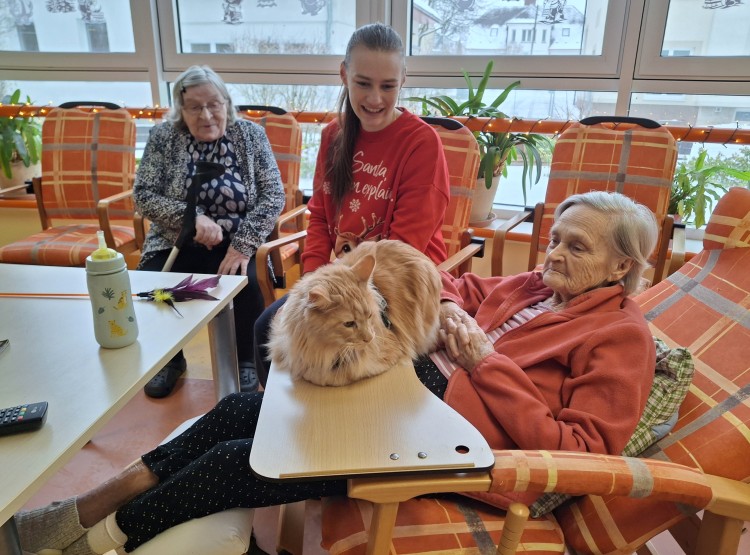 Felinoterapie s kocourkem Sigmou