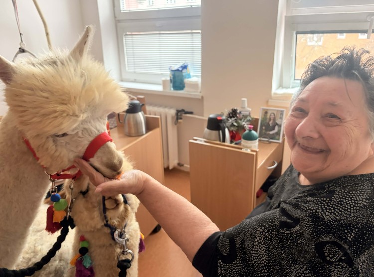 Alpaky z minizoo Vendryně