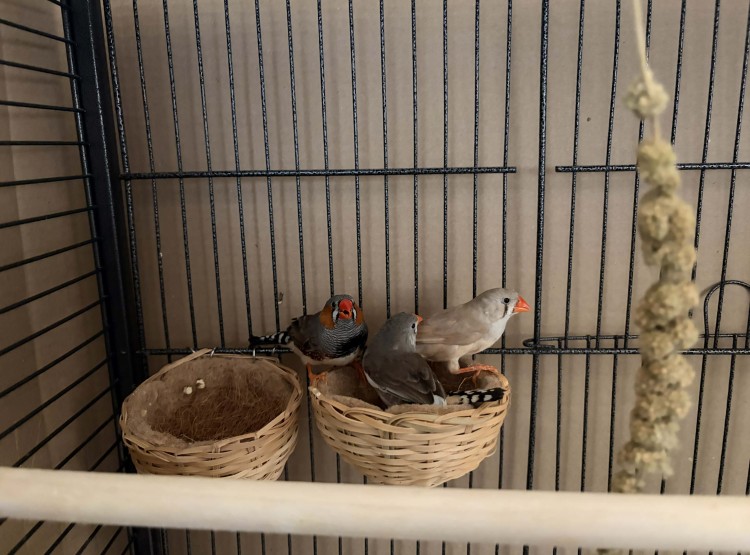 Noví obyvatelé domova – zebřičky