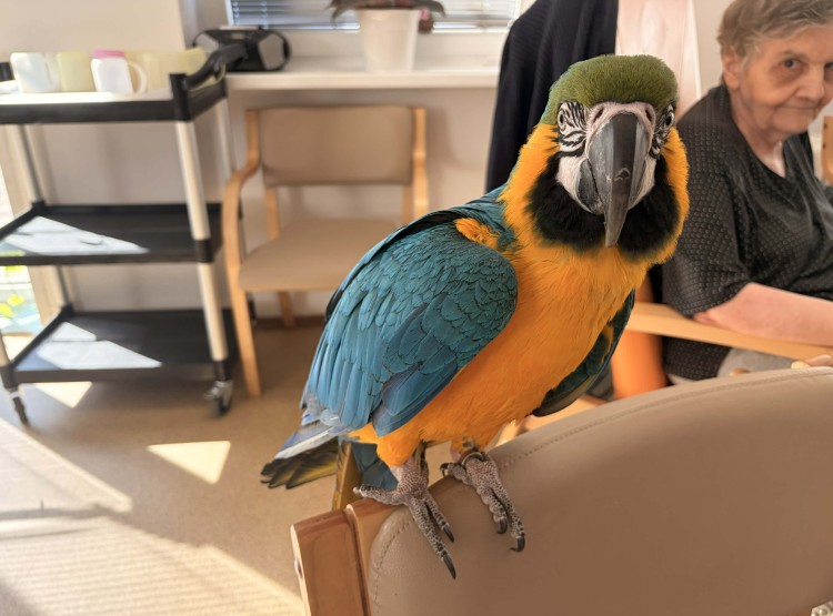 Individuální zooterapie