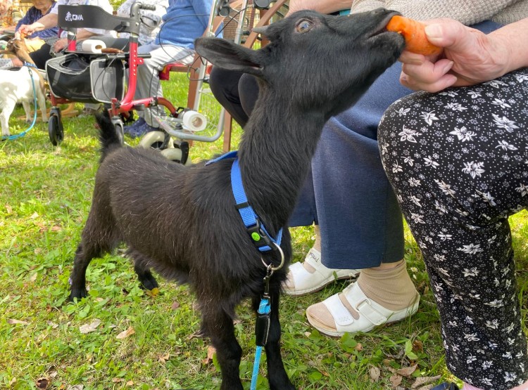 Velikonoční zooterapie