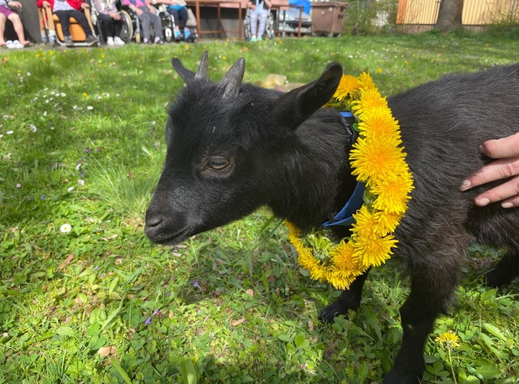 Velikonoční zooterapie