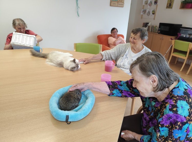 Individuální zooterapie