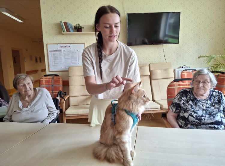 Terapeutický kocour Sigi