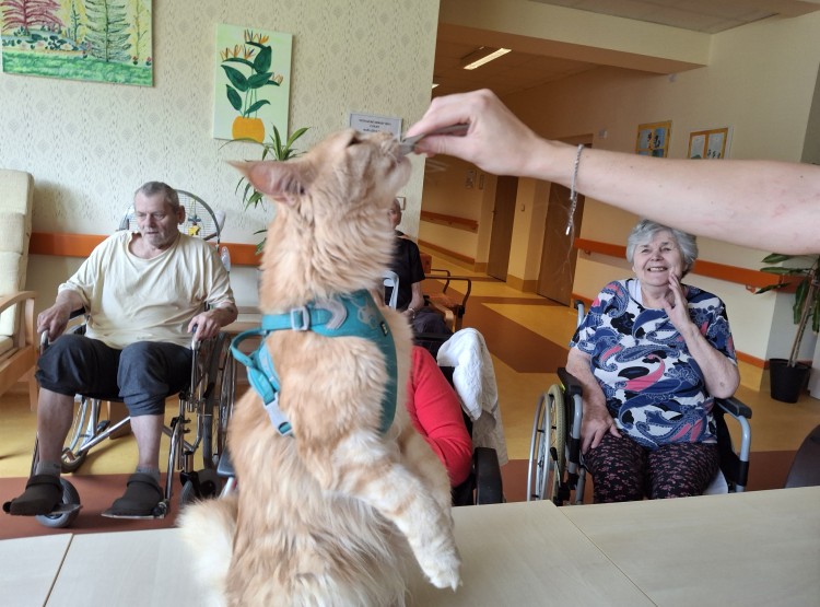 Terapeutický kocour Sigi