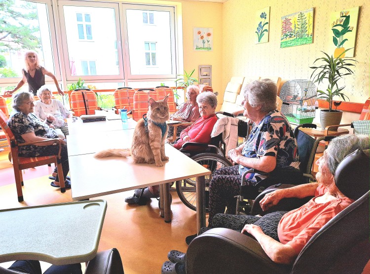 Terapeutický kocour Sigi