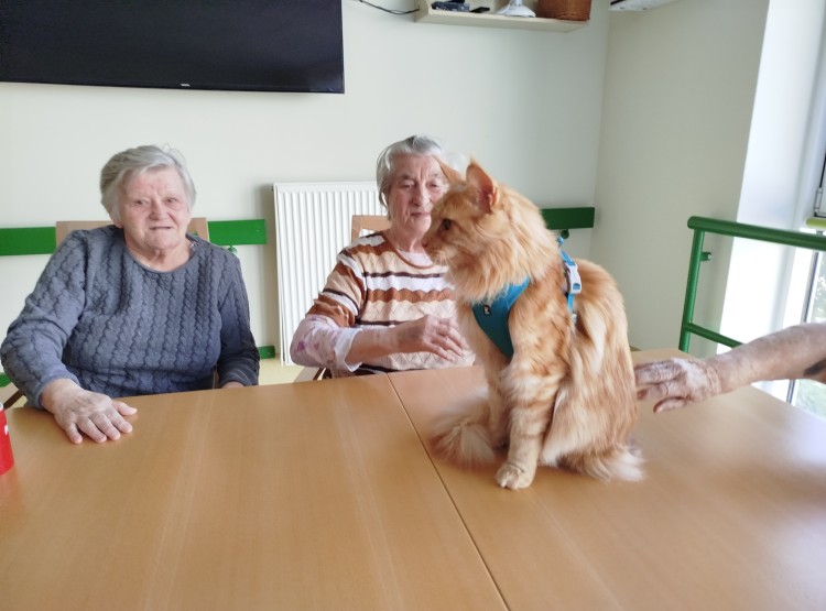 Kočičí návštěva vždy potěší