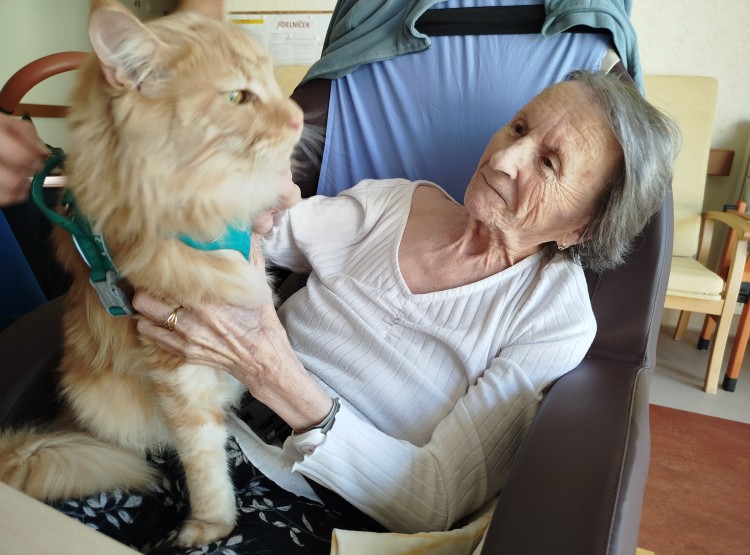 Kočičí návštěva vždy potěší