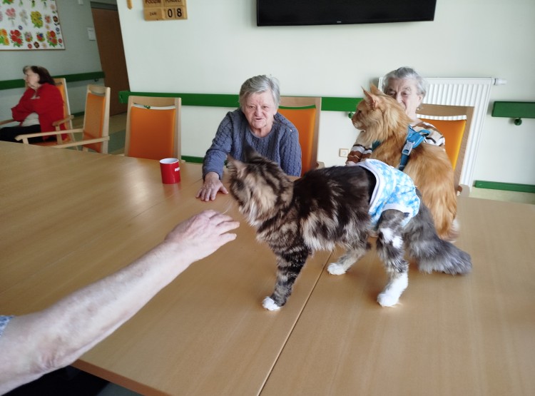 Kočičí návštěva vždy potěší