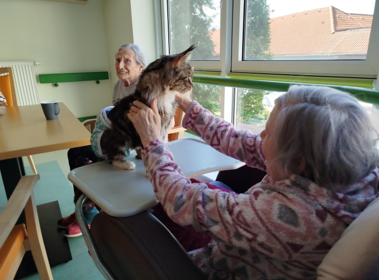 Kočičí návštěva vždy potěší