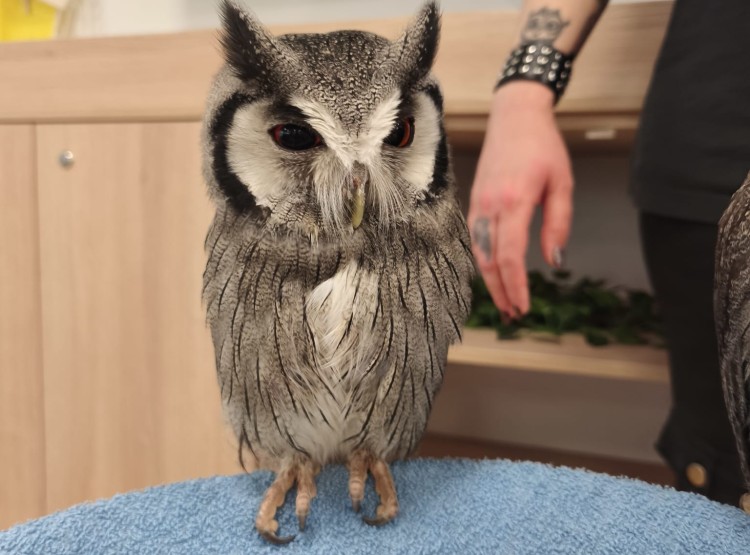 Sovičky potěšily obyvatele i zaměstnance našeho domova