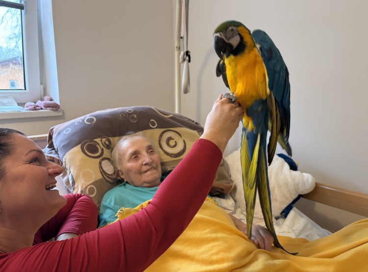 Individuální zooterapie