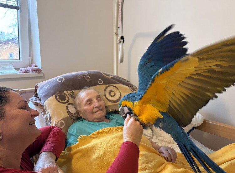 Individuální zooterapie