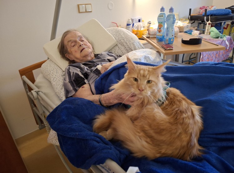 Felinoterapie s kocourkem Sigmou