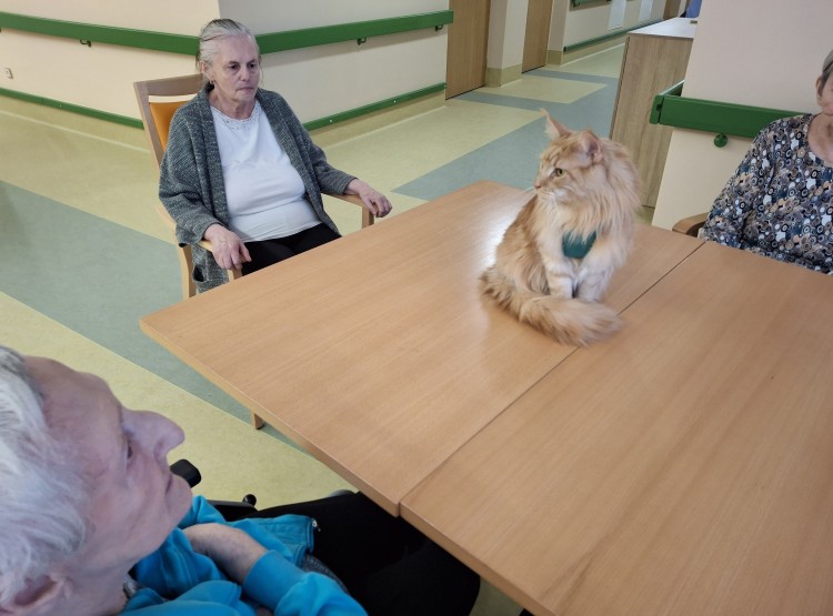 Felinoterapie s kocourkem Sigmou