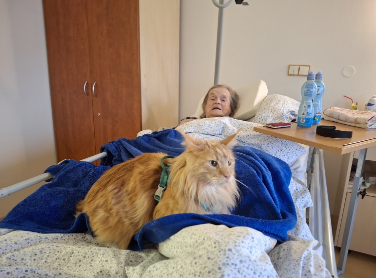 Felinoterapie s kocourkem Sigmou