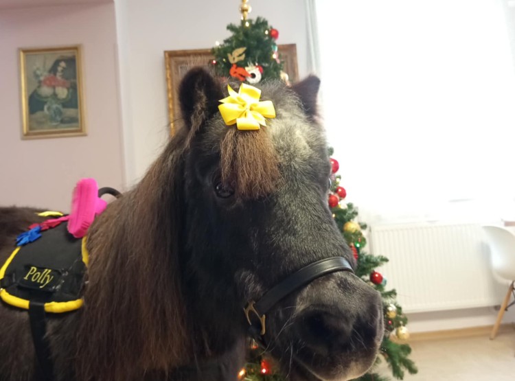 Zooterapie potěšila klienty Centra sociálních služeb Emausy