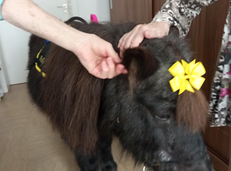 Zooterapie potěšila klienty Centra sociálních služeb Emausy