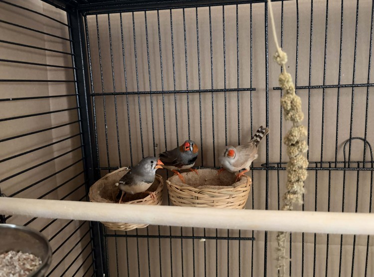 Noví obyvatelé domova – zebřičky