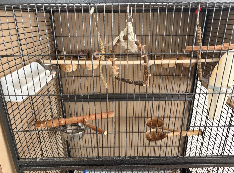 Noví obyvatelé domova – zebřičky