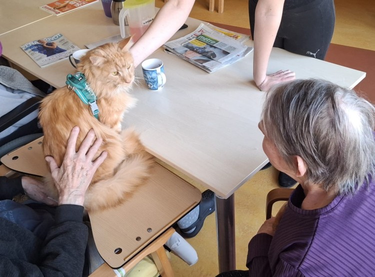 Návštěva kočičích kamarádů v Domově pro seniory Vysoké Mýto