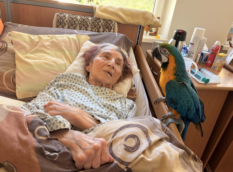 Individuální zooterapie