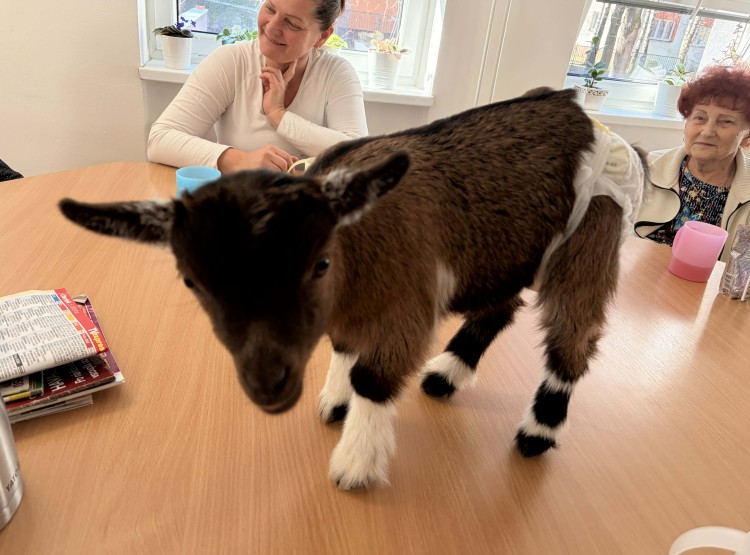 Individuální zooterapie