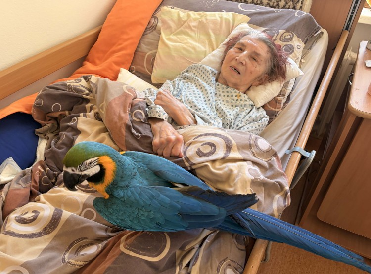 Individuální zooterapie