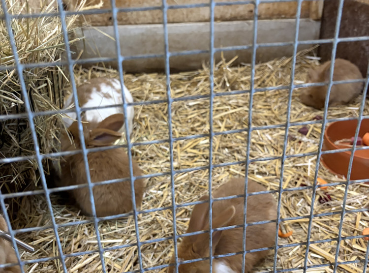 Výlet do Zoologického zahrady a botanického parku Ostrava