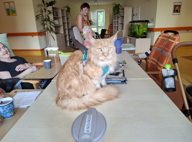 Felinoterapie potěšila klienty