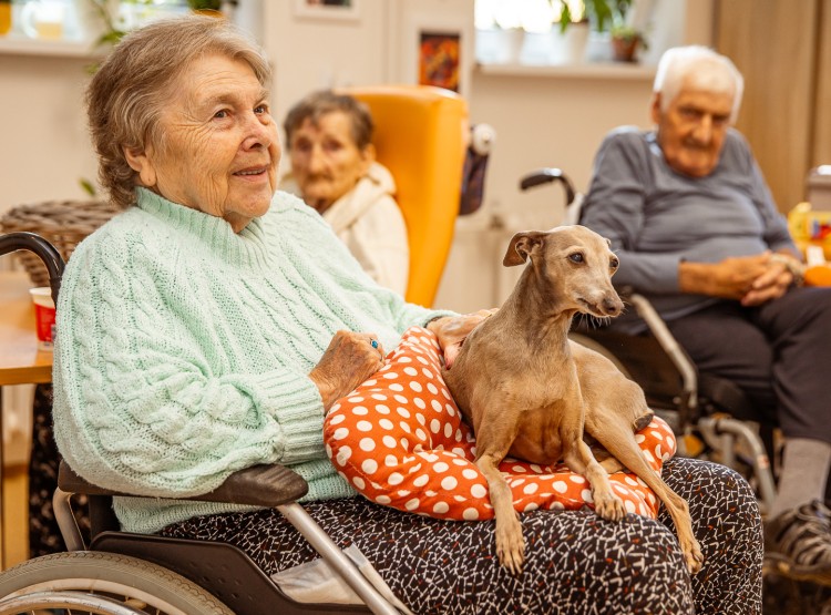 Jak to v CSS Domus vypadá?