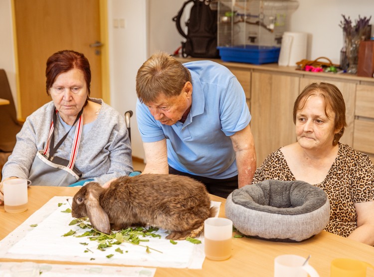 Jak to v CSS Domus vypadá?