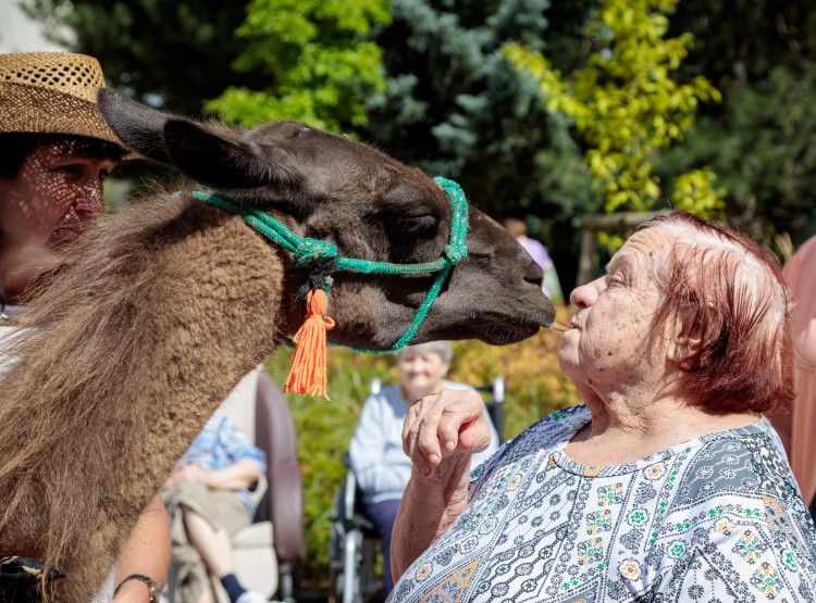 Lamy v Domově pro seniory Vysoké Mýto