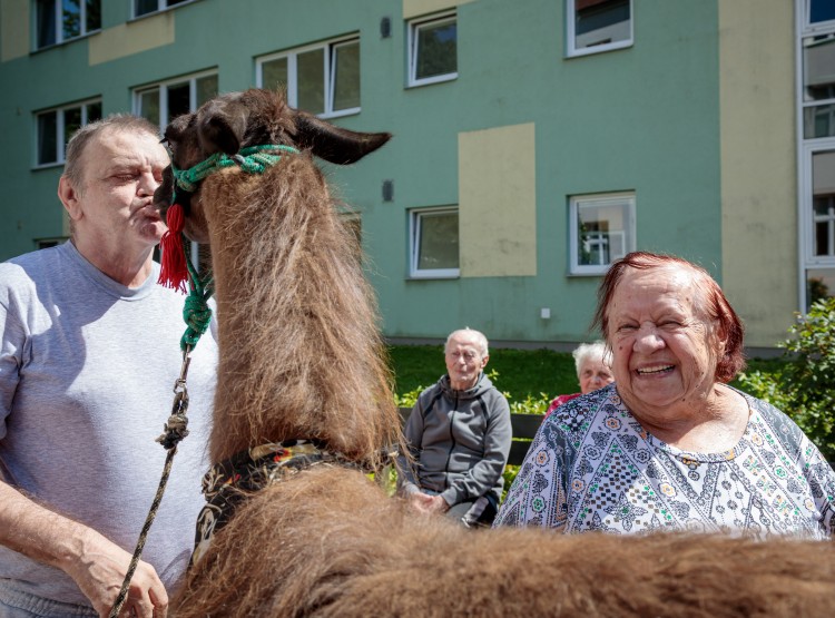 Lamy v Domově pro seniory Vysoké Mýto