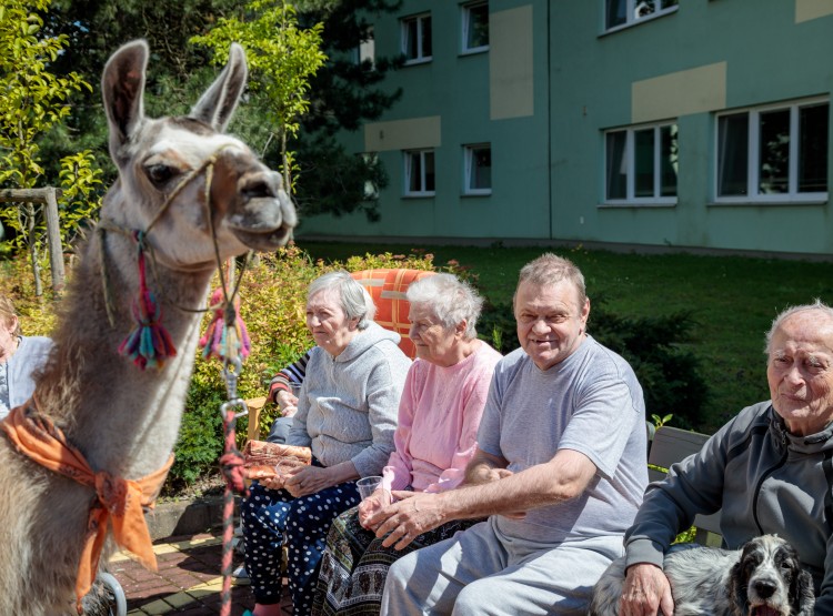 Lamy v Domově pro seniory Vysoké Mýto