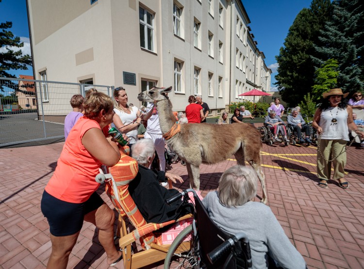 Lamy v Domově pro seniory Vysoké Mýto