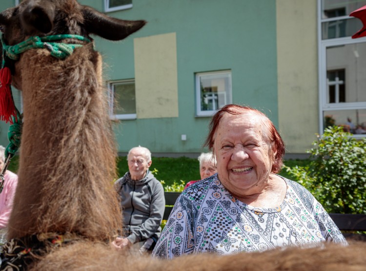 Lamy v Domově pro seniory Vysoké Mýto