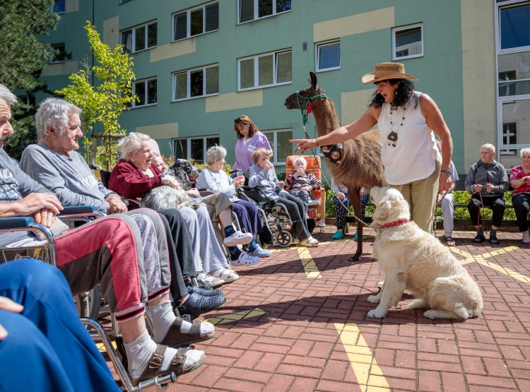 Lamy v Domově pro seniory Vysoké Mýto