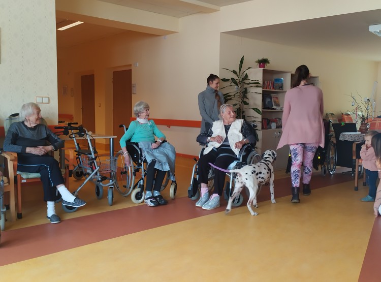 Návštěva dalmatinky Terezky v Domově pro seniory Vysoké Mýto