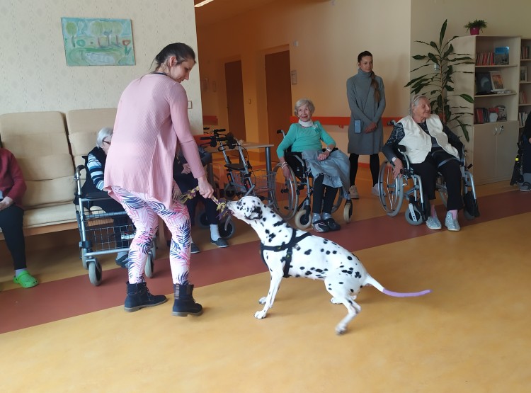 Návštěva dalmatinky Terezky v Domově pro seniory Vysoké Mýto