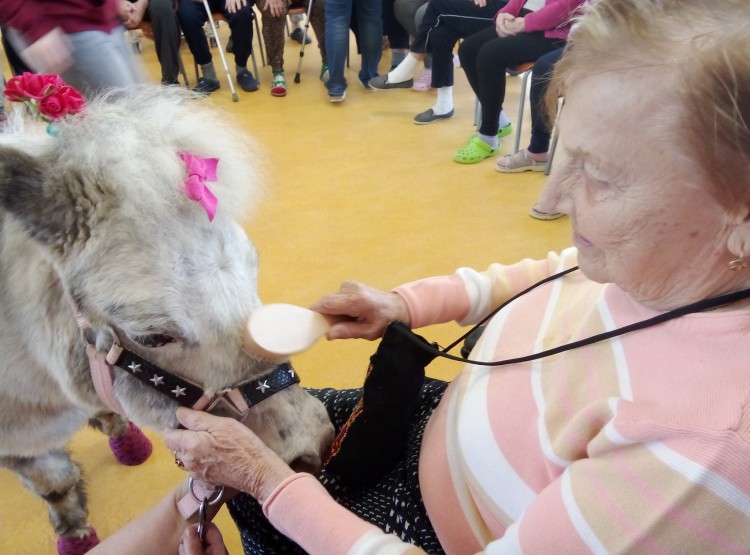 Návštěva paní Broni s poníkem v Domově pro seniory Vysoké Mýto