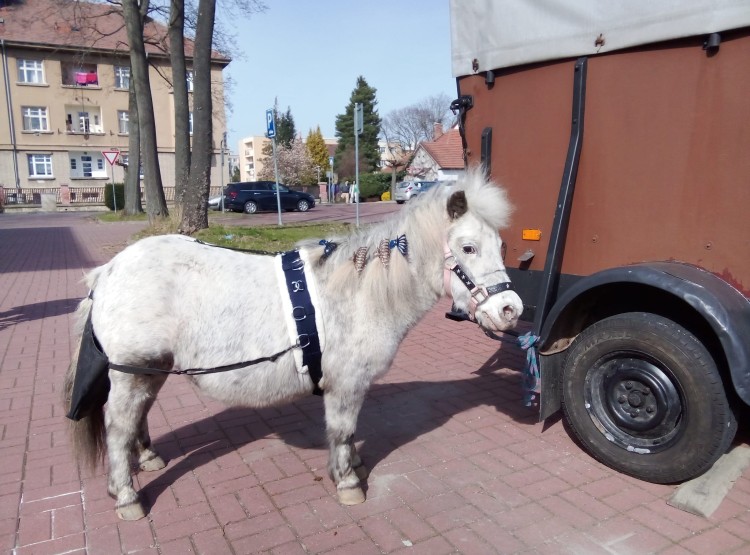 Návštěva paní Broni s poníkem v Domově pro seniory Vysoké Mýto