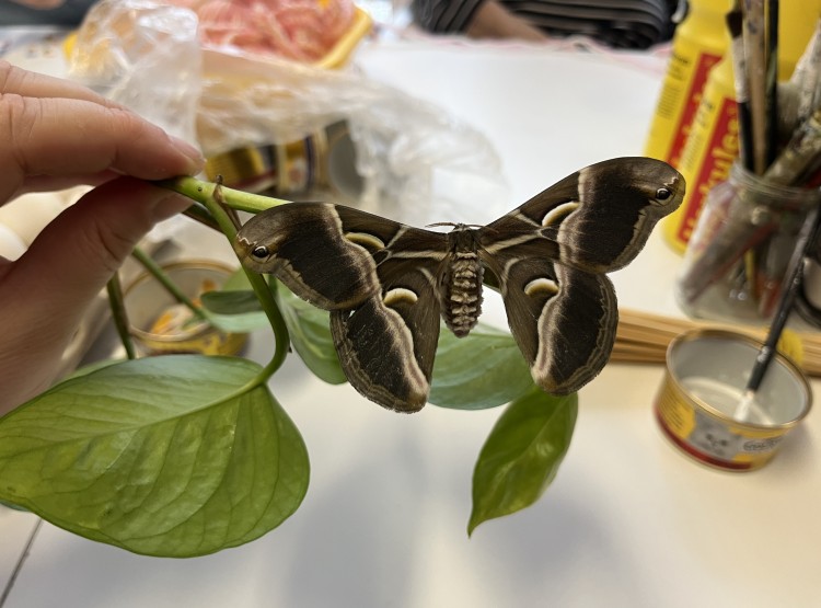 Zooterapie s motýli