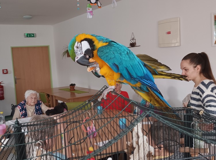 Zooterapie