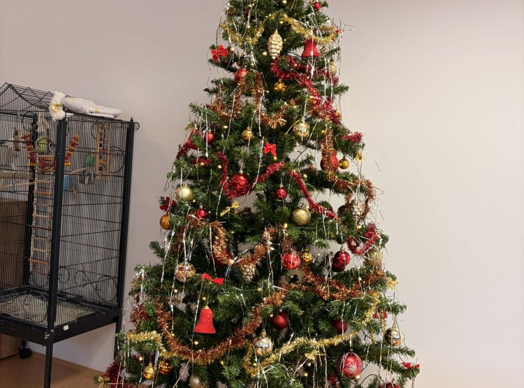 Vůně Vánoc v kulturní místnosti