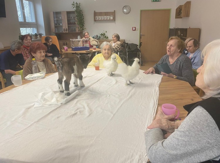 Zooterapie s kůzlátkem Punčoškou