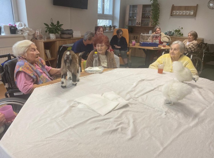 Zooterapie s kůzlátkem Punčoškou